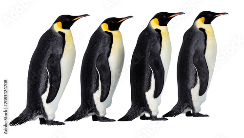 Photos Four Emperor Penguins Standing Side by Side