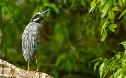 adulter Nachtreiher (Nycticorax nycticorax)