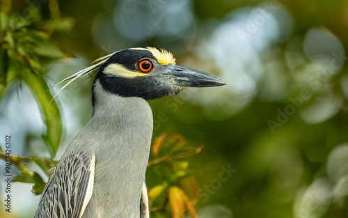 adulter Nachtreiher (Nycticorax nycticorax)