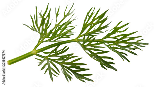 Tableau sur toile Fresh green dill herb sprig with delicate feathery leaves