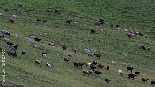 Herd of domestic sheep and goats grazing on a green mountain slope. Commercial background for eco tourism, livestock farming, agriculture, rural lifestyle, and travel industries with copy space.
