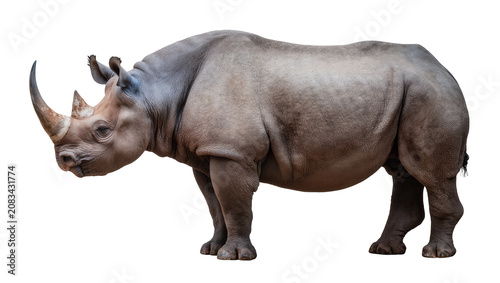 Photography Black rhinoceros with large horn and thick skin