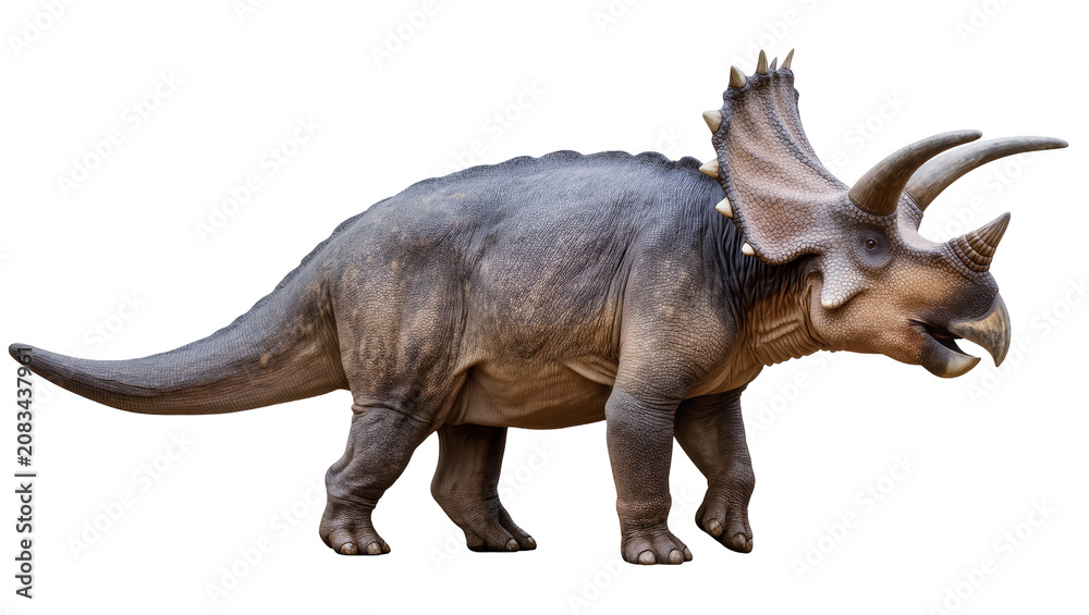 Fototapeta premium Triceratops dinosaur with large horns and frill