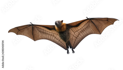 Obraz na płótnie Flying fox bat with wings spread wide