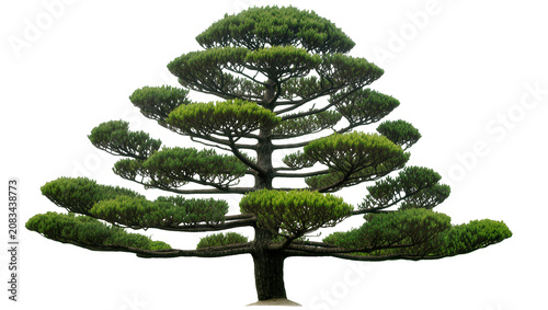 Fotografie Topiary pine tree with layered green foliage and thick trunk