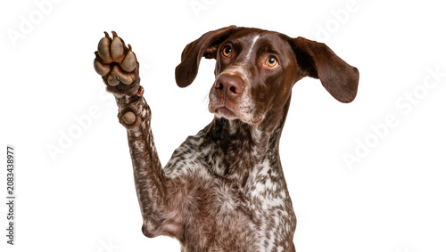 Fotografía German Shorthaired Pointer dog raising paw, looking curious
