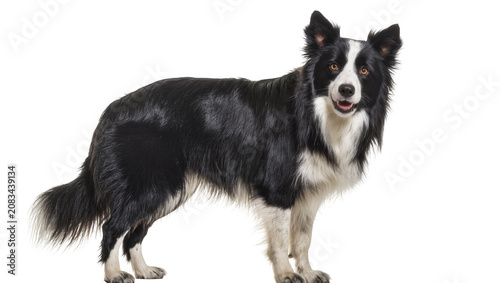 Billede på lærred Black and white Border Collie dog standing alert expression, white