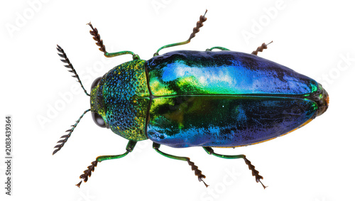 Fotografi Iridescent metallic jewel beetle with blue and green shell