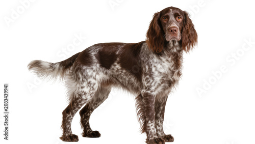 фотографія German Longhaired Pointer dog standing, brown and white spotted coat