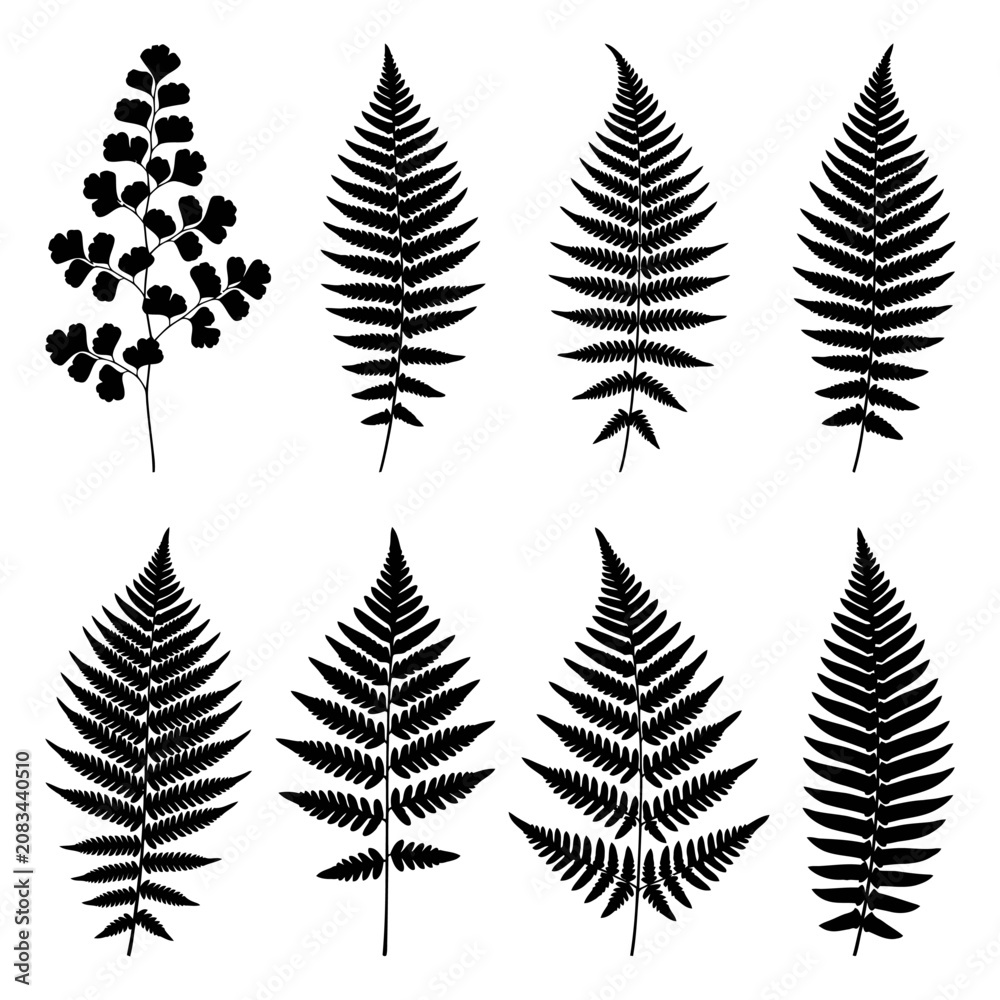 Fototapeta premium Black fern leaf silhouettes, vector foliage icons, leafy botanical illustrations, plant graphics silhouette