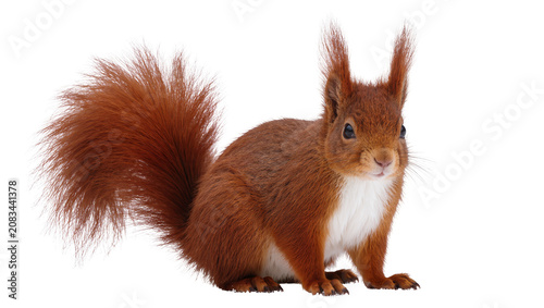 Fotografie Red squirrel with bushy tail and white chest fur