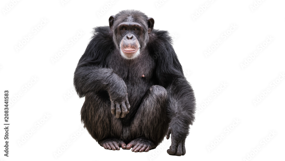 Naklejka premium Chimpanzee sitting with dark fur and light face