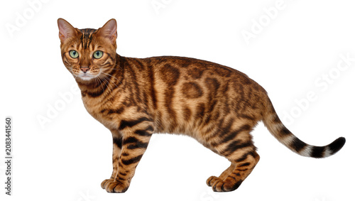 Photography Bengal cat with green eyes and spotted fur standing