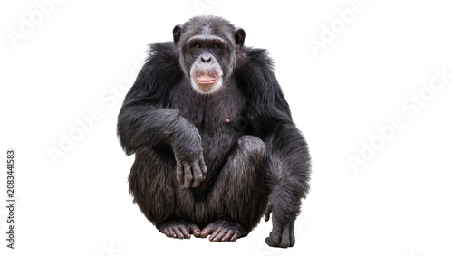 Obraz na plátně Chimpanzee sitting with dark fur and light face