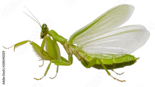 Canvastavla Green praying mantis with translucent wings spread