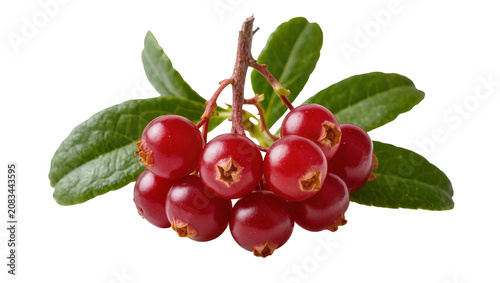 Принти на полотні Red lingonberries with green leaves on branch