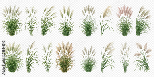 Fotografie Set of realistic pampas grass plants with feathery plumes and green leaves, isolated on transparent background for design elements
