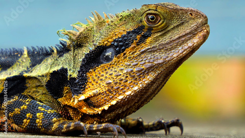 Foto A detailed profile view of a water dragon lizard.