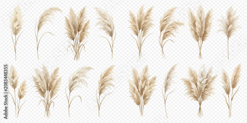 Photos Set of realistic pampas grass elements, fluffy beige reeds for decoration, isolated on transparent background