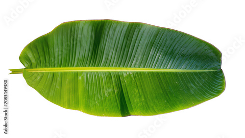 Photos Large green banana leaf with prominent veins and yellow stem