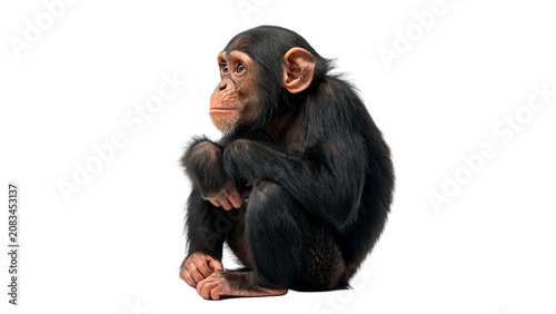 Obraz na plátně Wild chimpanzee monkey primate mammal animal sitting looking sideways isolated o