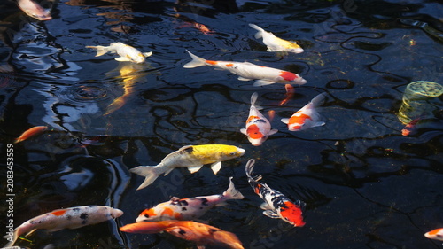 Photography Colorful koi fish swimming gracefully in tranquil ornamental garden pond waters
