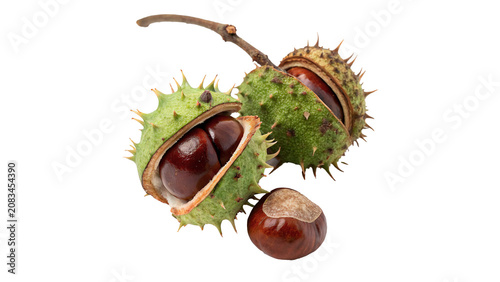 Cuadro en lienzo Fresh organic green horse chestnut fruit with shell isolated on a transparent ba