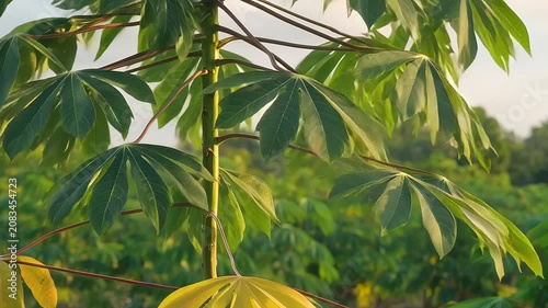 Vibrant green leaves catching the morning sunlight