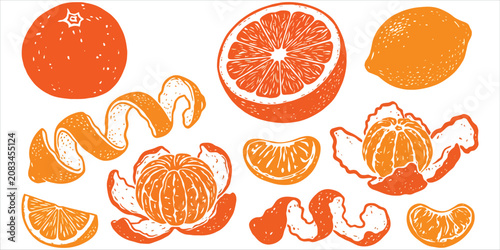 Bild auf Leinwand Collection of Hand Drawn Orange and Citrus Fruit Illustrations Featuring Whole P