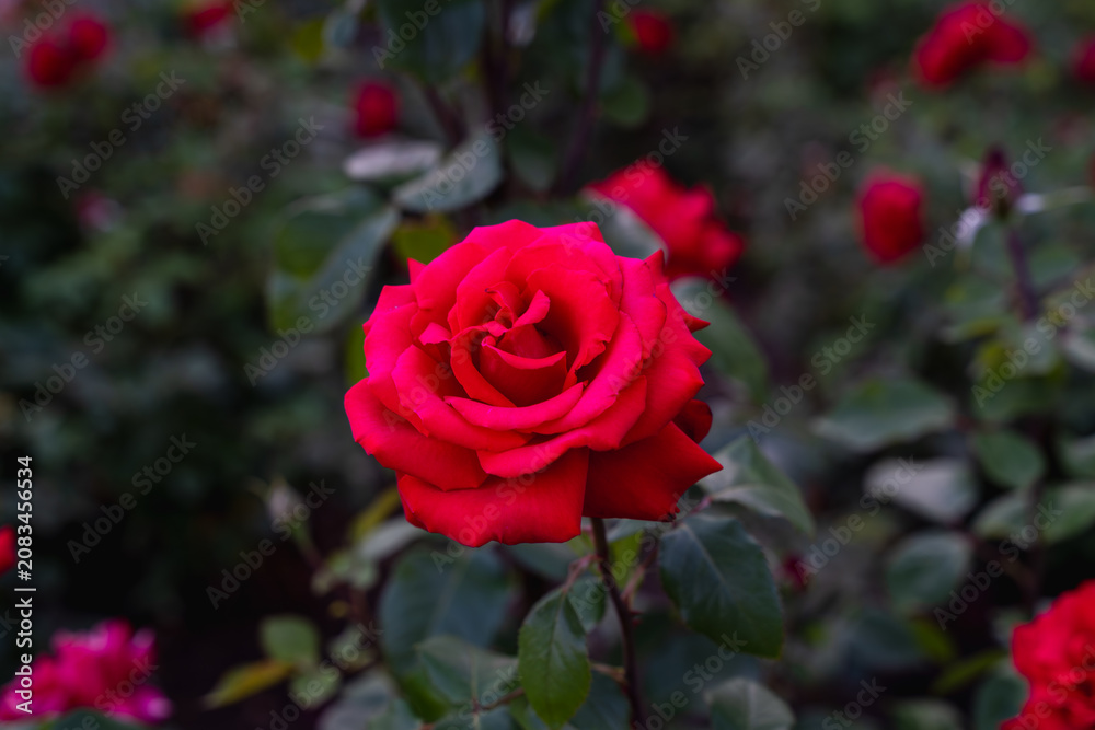 Fototapeta premium Red Rose Flower with Soft Bokeh Background