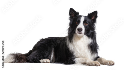 фотографія Black and white Border Collie dog lying down