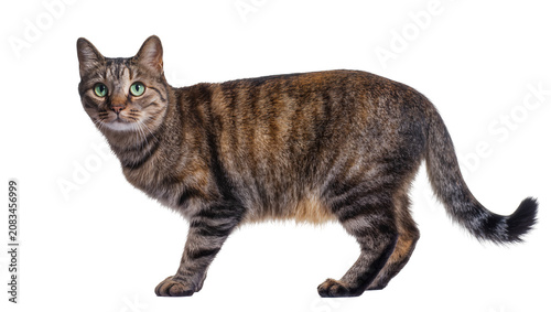 Tableau sur toile Tabby cat with green eyes standing sideways