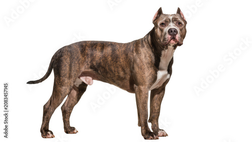 Fotografie Brindle American Pit Bull Terrier standing profile view