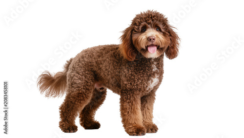 Photos Brown curly poodle dog with tongue out standing, studio shot