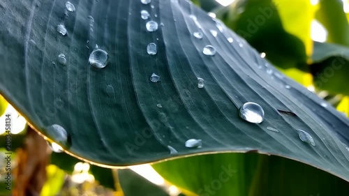 Refreshing droplets on vibrant green foliage
