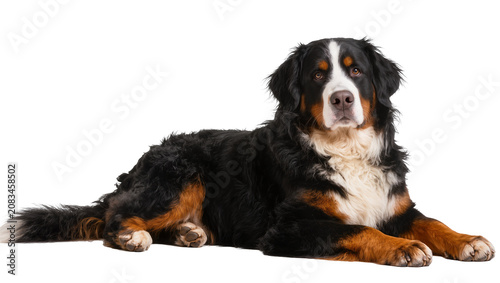 Fotografía Bernese Mountain Dog lying down tri-color coat, white chest and face markings