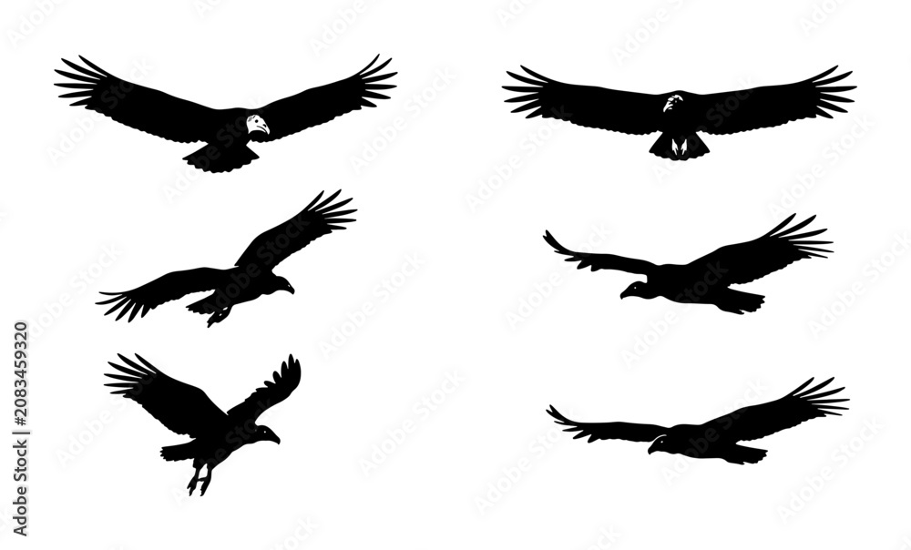 Fototapeta premium Silhouette Bird Flying Vector Set, Eagle and Vulture Poses, Graphic Elements for Wildlife and Nature Designs