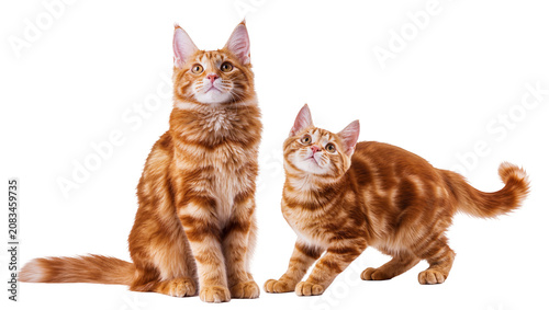 Photos Two ginger Maine Coon cats sitting and standing