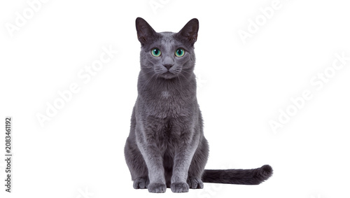 Russian Blue cat with green eyes sitting