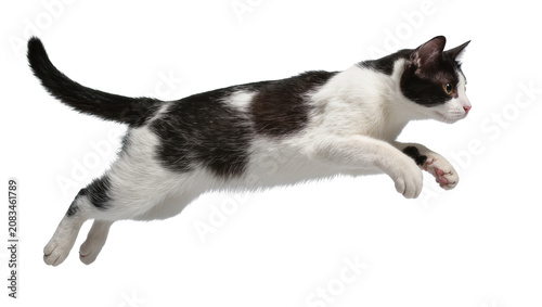 Photography Black and white cat mid-air jump