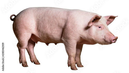Fotografie Pink pig standing profile view