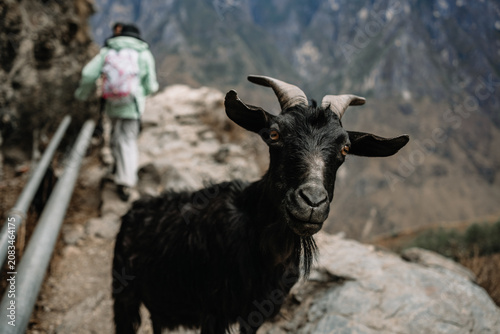 Foto China, Yunnan Province, Free-range Goats beside Tiger Leaping Gorge Hiking Trail