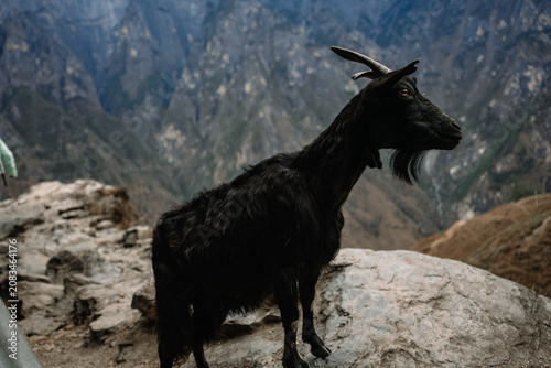 Cuadro en lienzo China, Yunnan Province, Free-range Goats beside Tiger Leaping Gorge Hiking Trail
