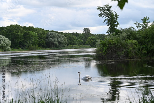 Swan