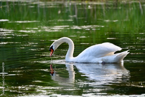 Swan