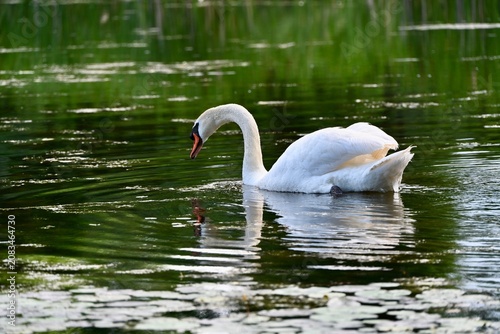 Swan