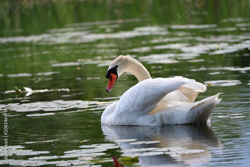 Swan