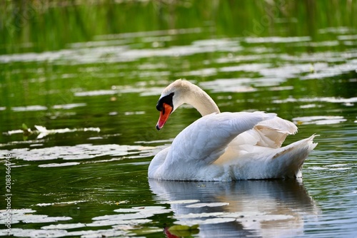 Swan