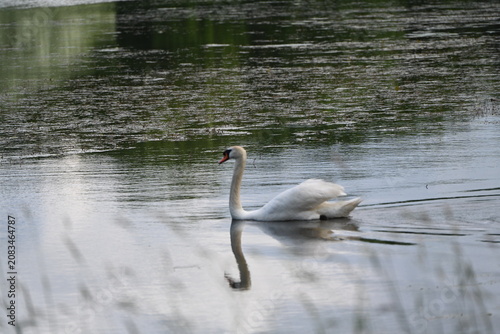 Swan