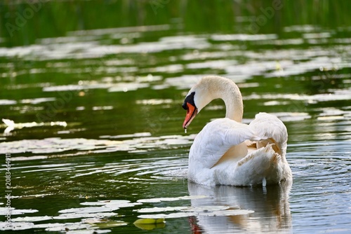 Swan
